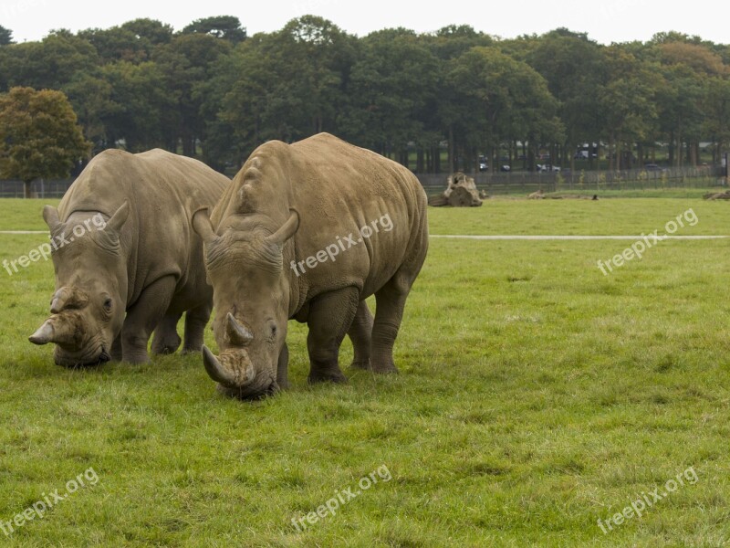 Rhino Wild Beast Nature Rhinoceros