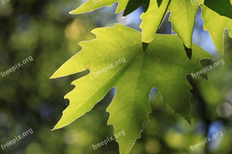 Tree Leaves Reverse Reverse Light Plant