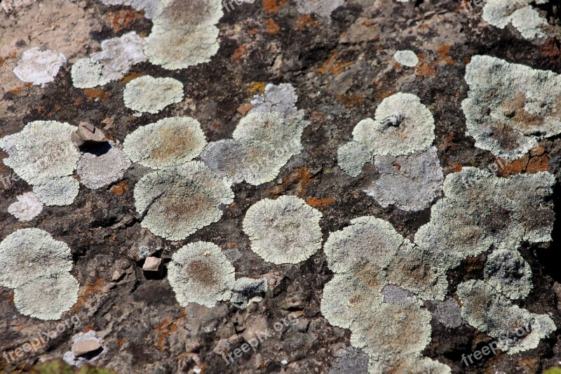 Texture Kennedy Stone Old Macro