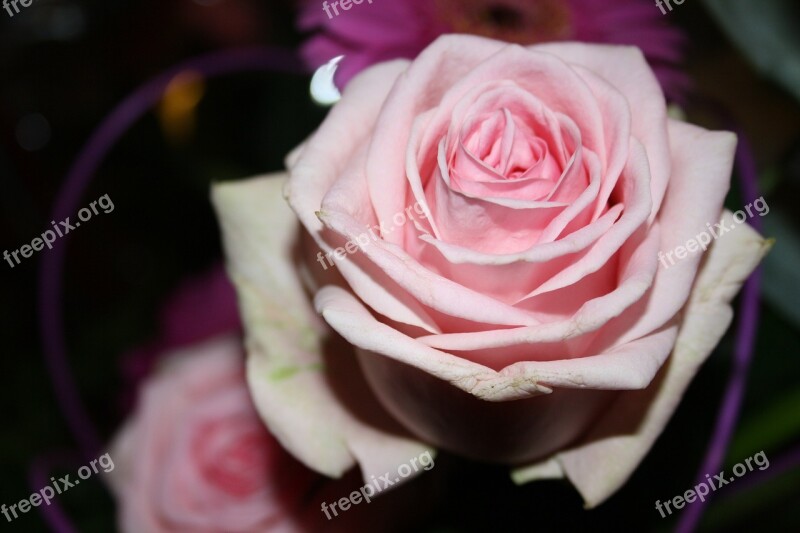 Rose Bouquet Flowers Congratulations Romance