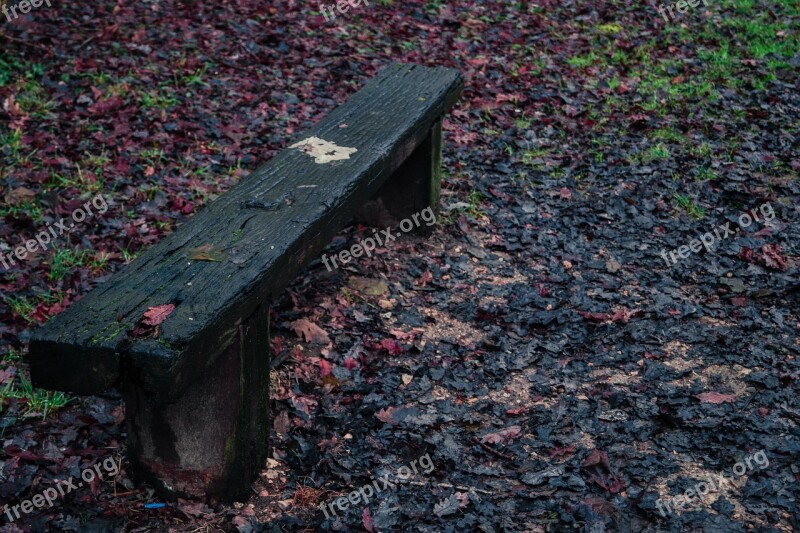 Bench Path Tree Forest Nature