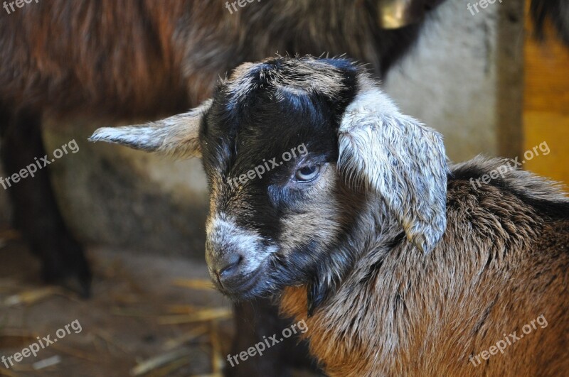 Gitzi Goat Head Animal Goat's Head