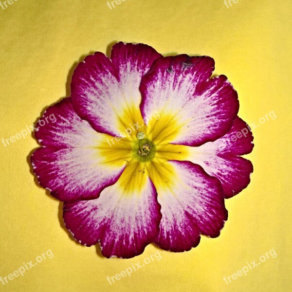 Plant Primrose Cowslip Primula Single Bloom