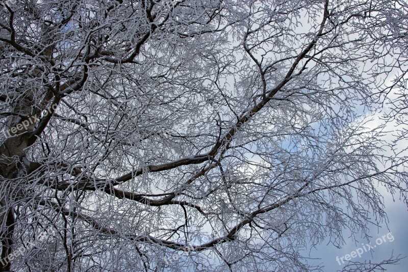 Winter Tree Wintry Winter Trees Snow