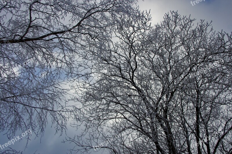 Winter Tree Wintry Winter Trees Snow