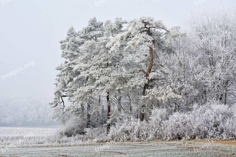 Winter Frost Snow Cold Hoarfrost