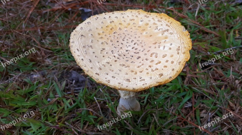 Mushroom Amanita Muscaria Flavivolvata Fly Agaric Toadstool