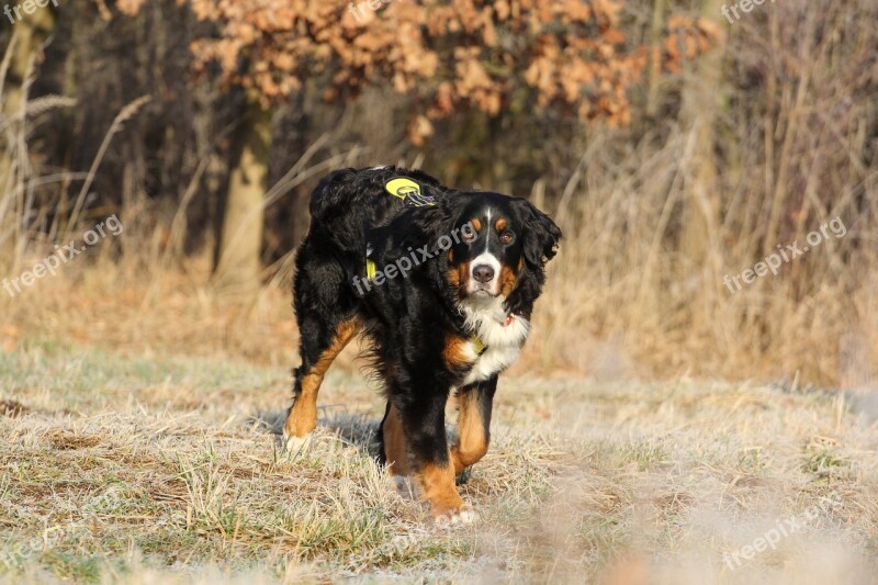 Bernese Cattle Dog Bitch Black And White Dog Free Photos