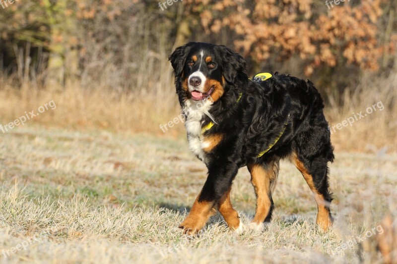 Bernese Cattle Dog Bitch Black And White Dog Free Photos