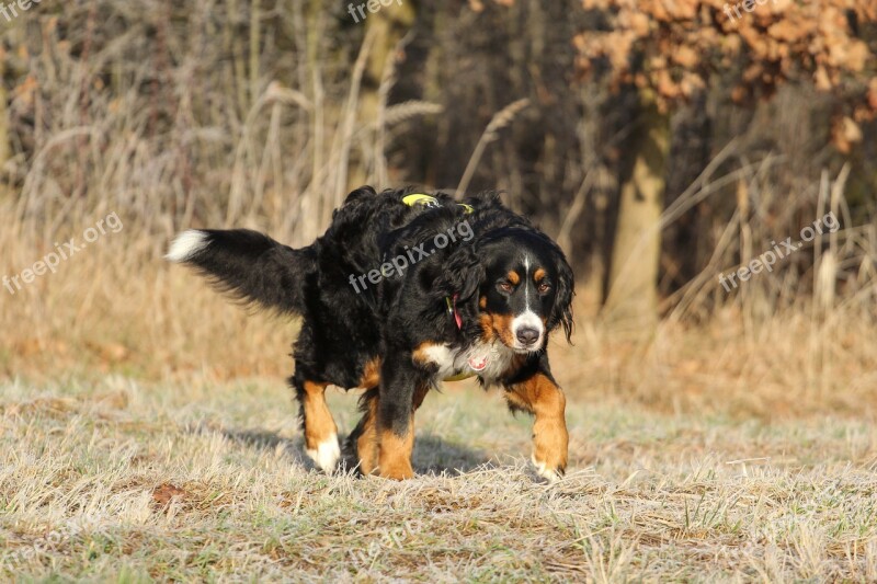 Bernese Cattle Dog Bitch Black And White Dog Free Photos