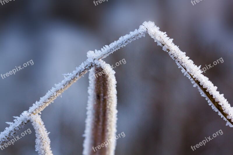 Hoarfrost Frost Winter Nature Frozen