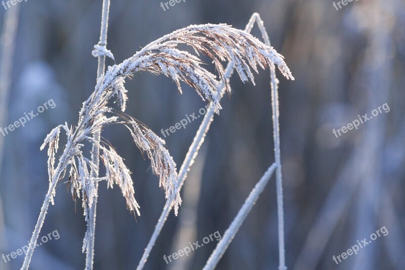 Hoarfrost Frost Winter Nature Frozen