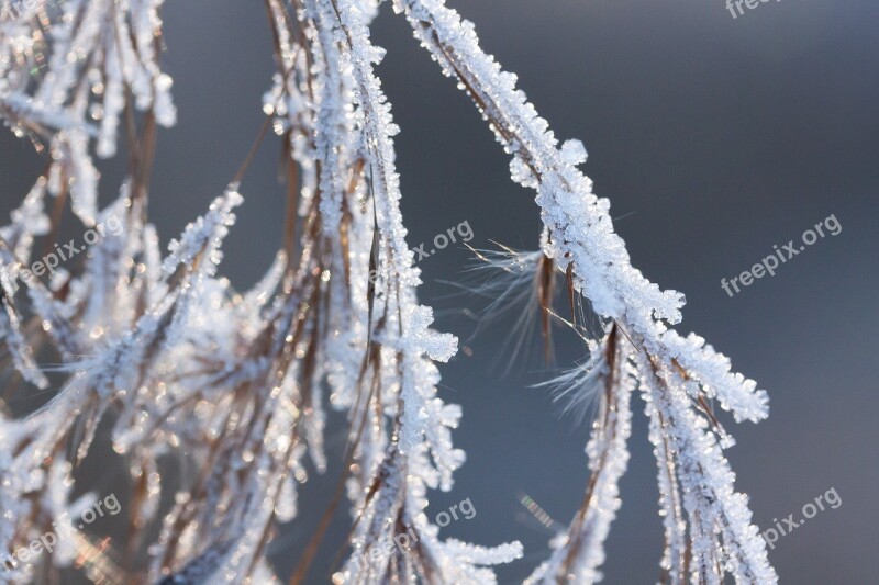 Hoarfrost Frost Winter Nature Frozen