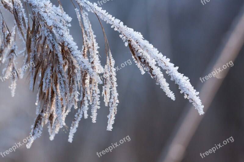 Hoarfrost Frost Winter Nature Frozen