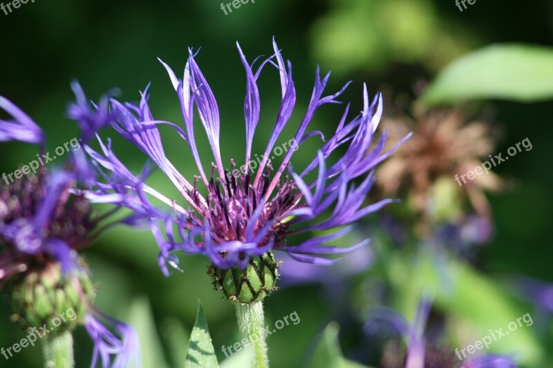 Cornflower Flower Purple Summer Blossom