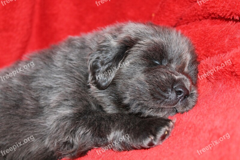 Puppy Tibetan Mastiff Tibetan Sweet Blue Dog