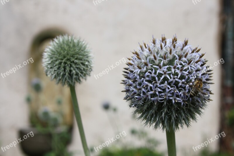 Bee Flower Wasp Purple Blossom