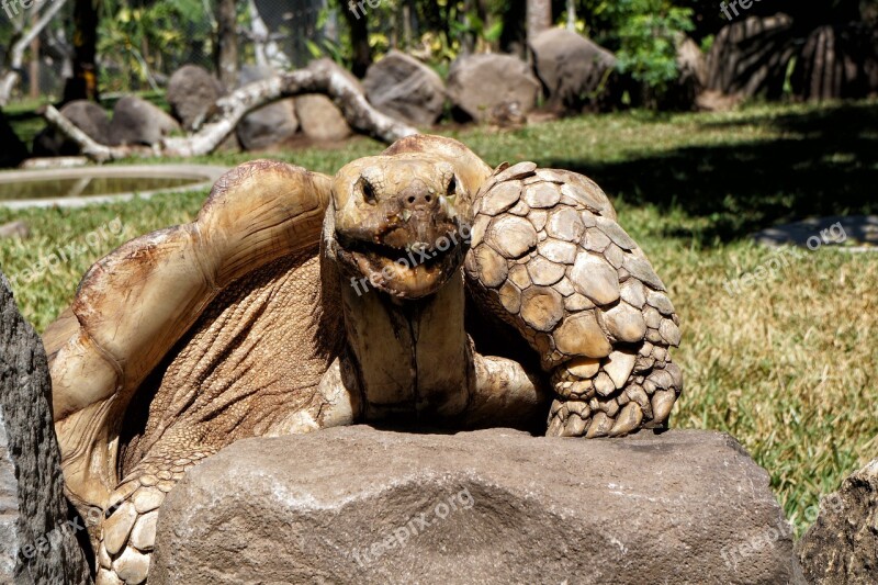 El Salvador Giant Turtles Giants Reptile Wild Life