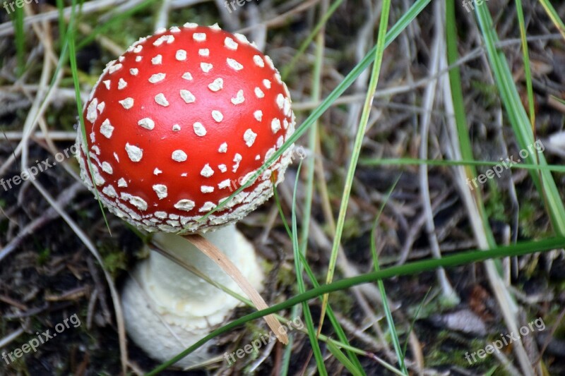 Mushroom Forest Toxic Fly Agaric Free Photos