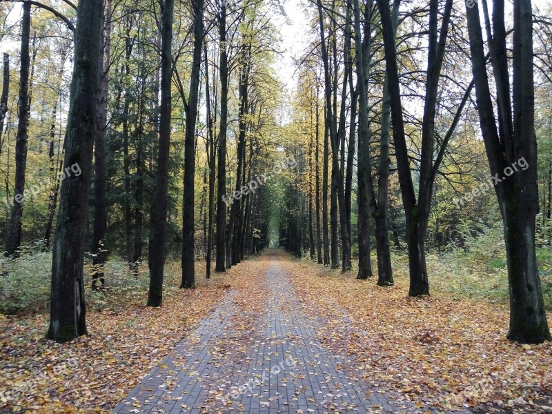 Autumn Forest Park Nature Golden Autumn