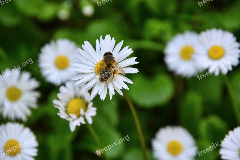 Flowers Bee Forage Insects Plant