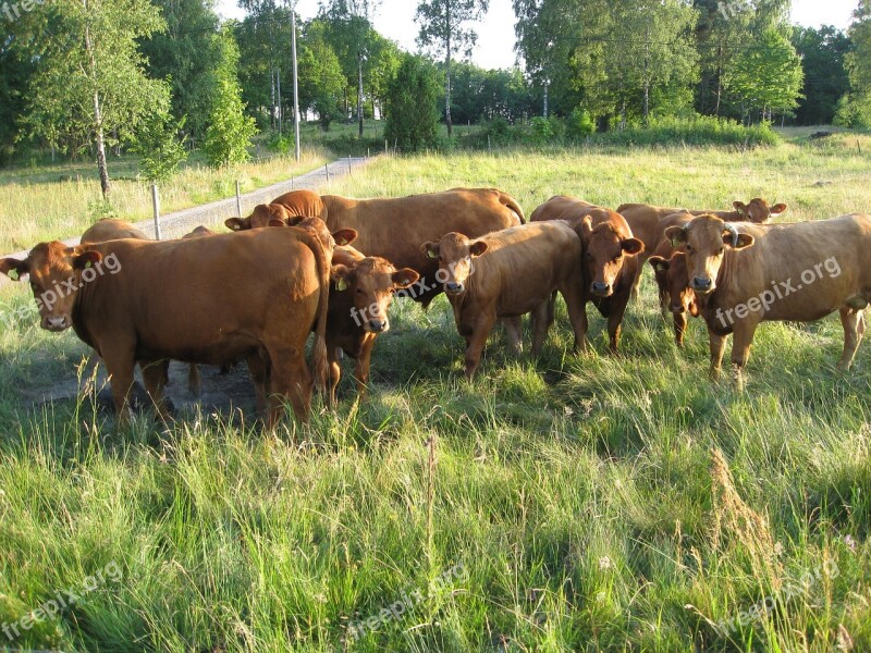 Ko Cows Bed Heifers Rural Life