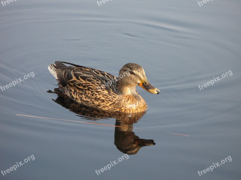 And Female Bird Free Photos