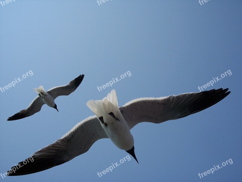 Sea Gulls Birds Wild Animal Wildlife