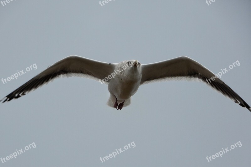 Animal Sky Sea Gull Seagull Seabird