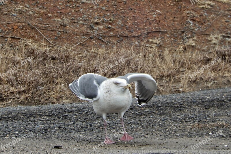 Animal Beach Promenade Sea Gull Seagull