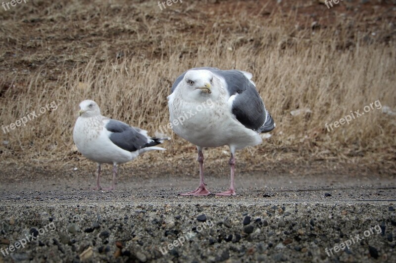 Animal Beach Promenade Sea Gull Seagull