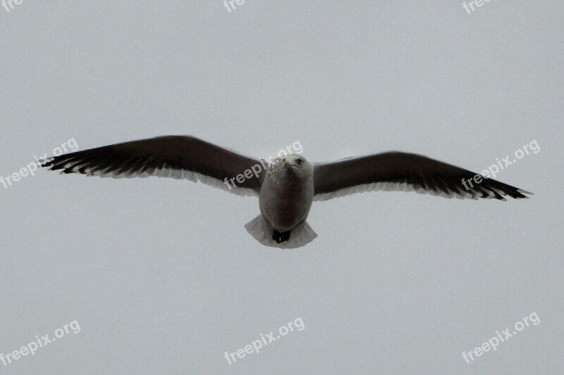 Animal Sky Sea Gull Seagull Seabird