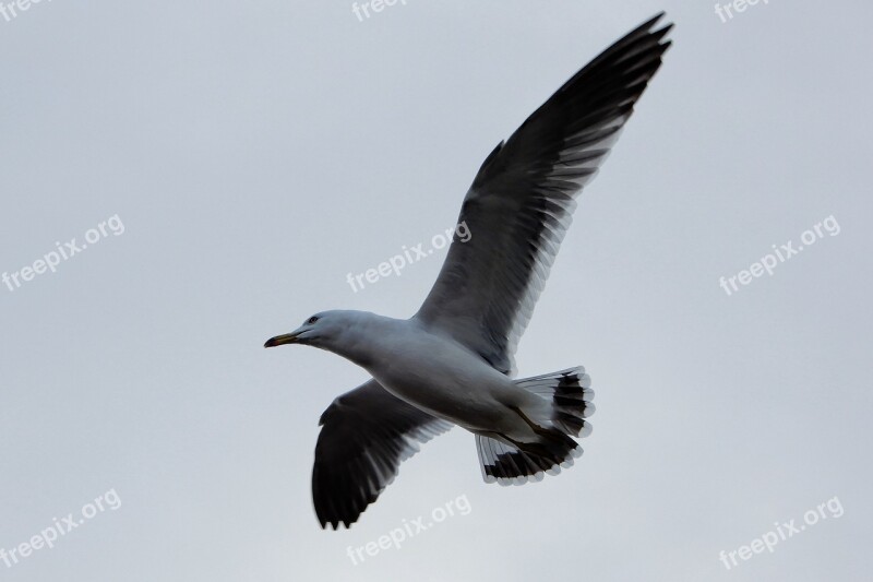 Animal Sky Sea Gull Seagull Seabird