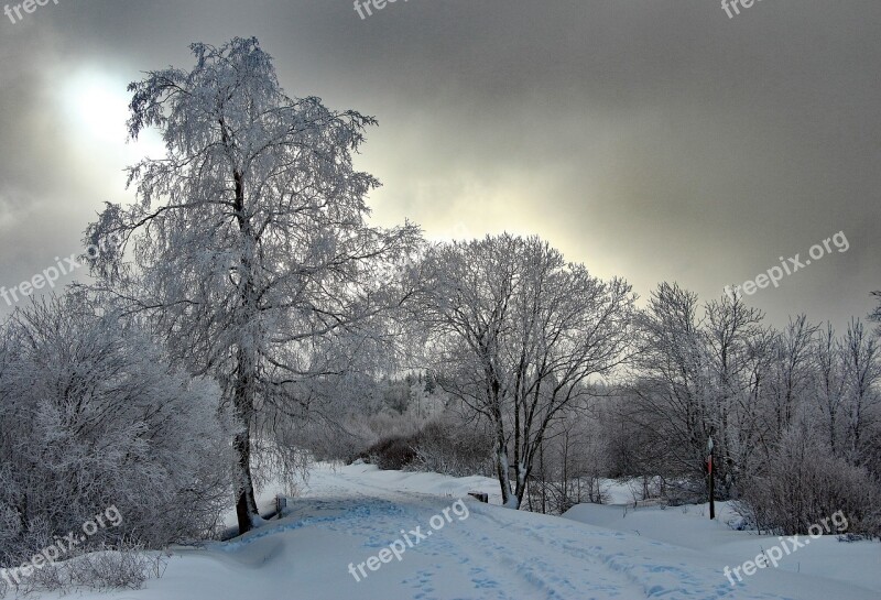 Winter Snow Wintry Snowy Tree