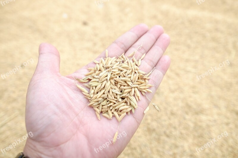 Rice Rice Crust Jasmine Rice Plant Agriculture