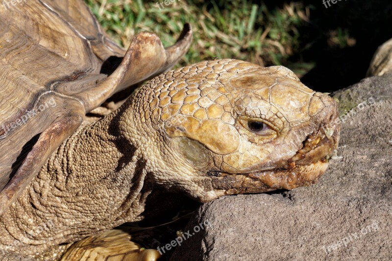 El Salvador Life Wild Galápagos African Turtle