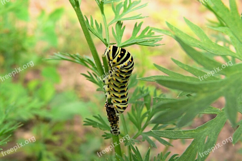 Dovetail Nature Caterpillar Larva Butterfly Caterpillar