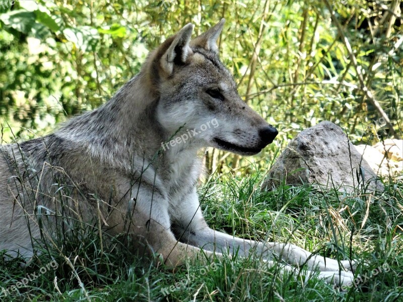 Wolf Grey Pack Animal Canis Lupus Hundeartig