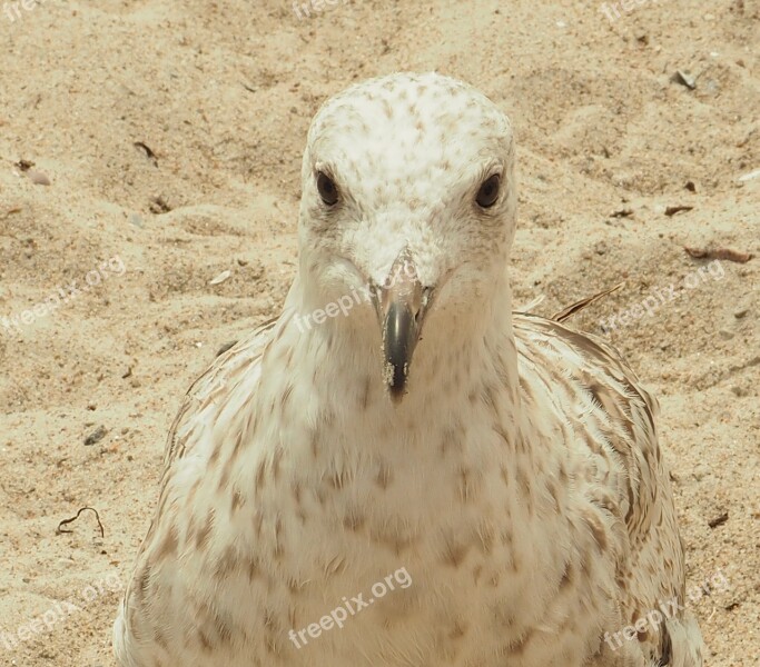 Seagull Seevogel Beach Water Bird Sand