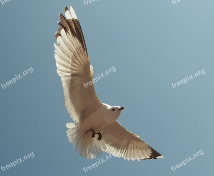 Baltic Sea Seagull Flying Bird Sea