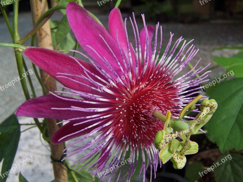 Passionflower Aryan Hybrid Creeper Rosa Sepals