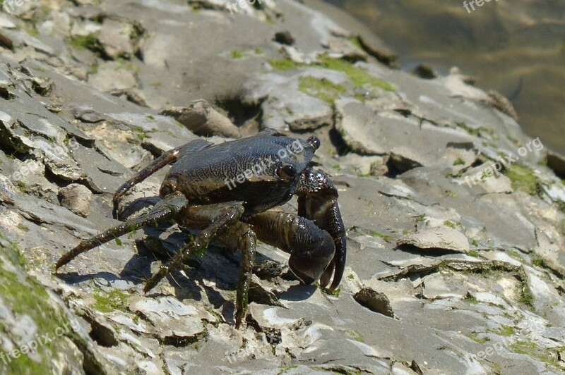 Crab Salt Water River Free Photos