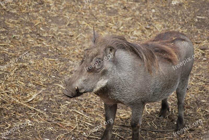 Wild-boar Boar Mammal Wildlife Wild