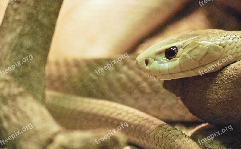 Snake Wildlife Reptile Nature Animal