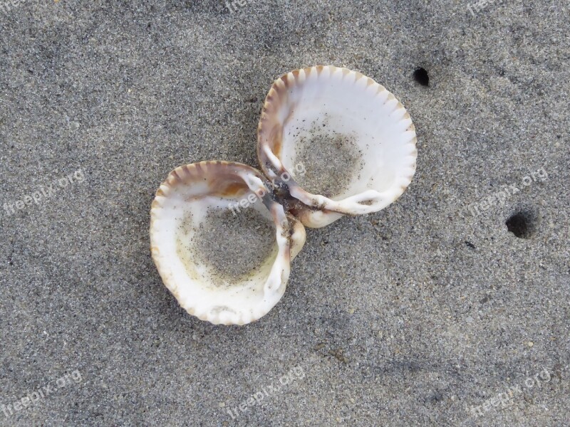 Sea Shell Beach Seashell Sand