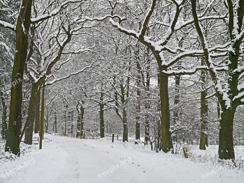 Winter Magic Forest Path Snowy Wintry Forest