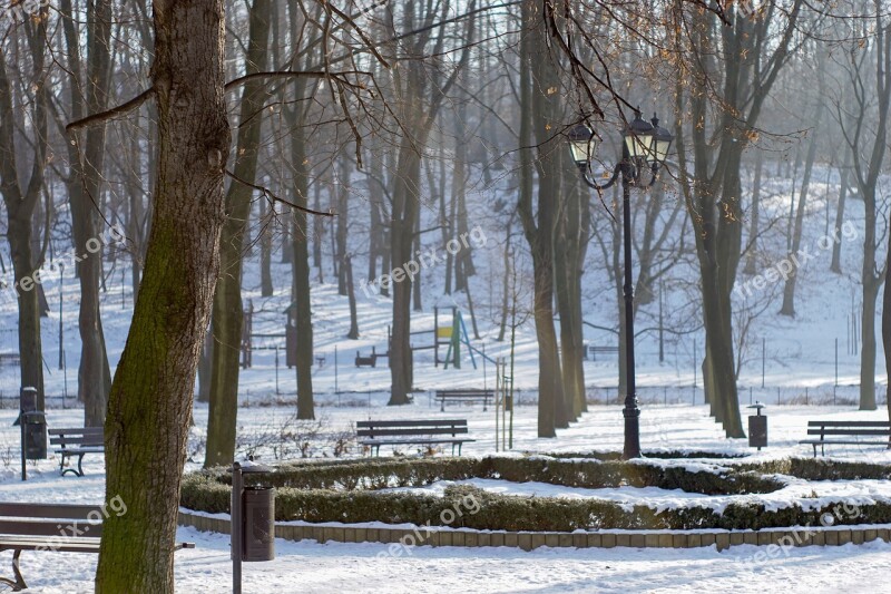 Park Tree Alley Parterre Winter