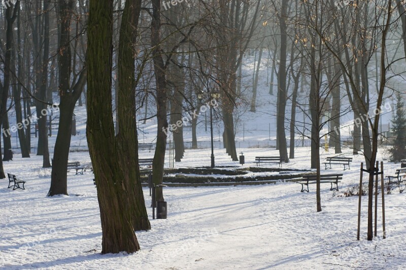 Park Tree Alley Winter Snow