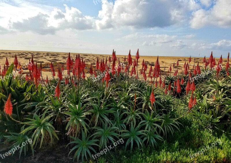 Flowers Newport Beach Red Newport Beach