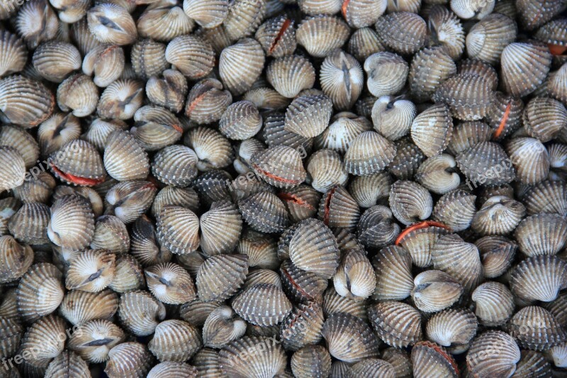 Thailand Rayong Cockles Seafood Free Photos